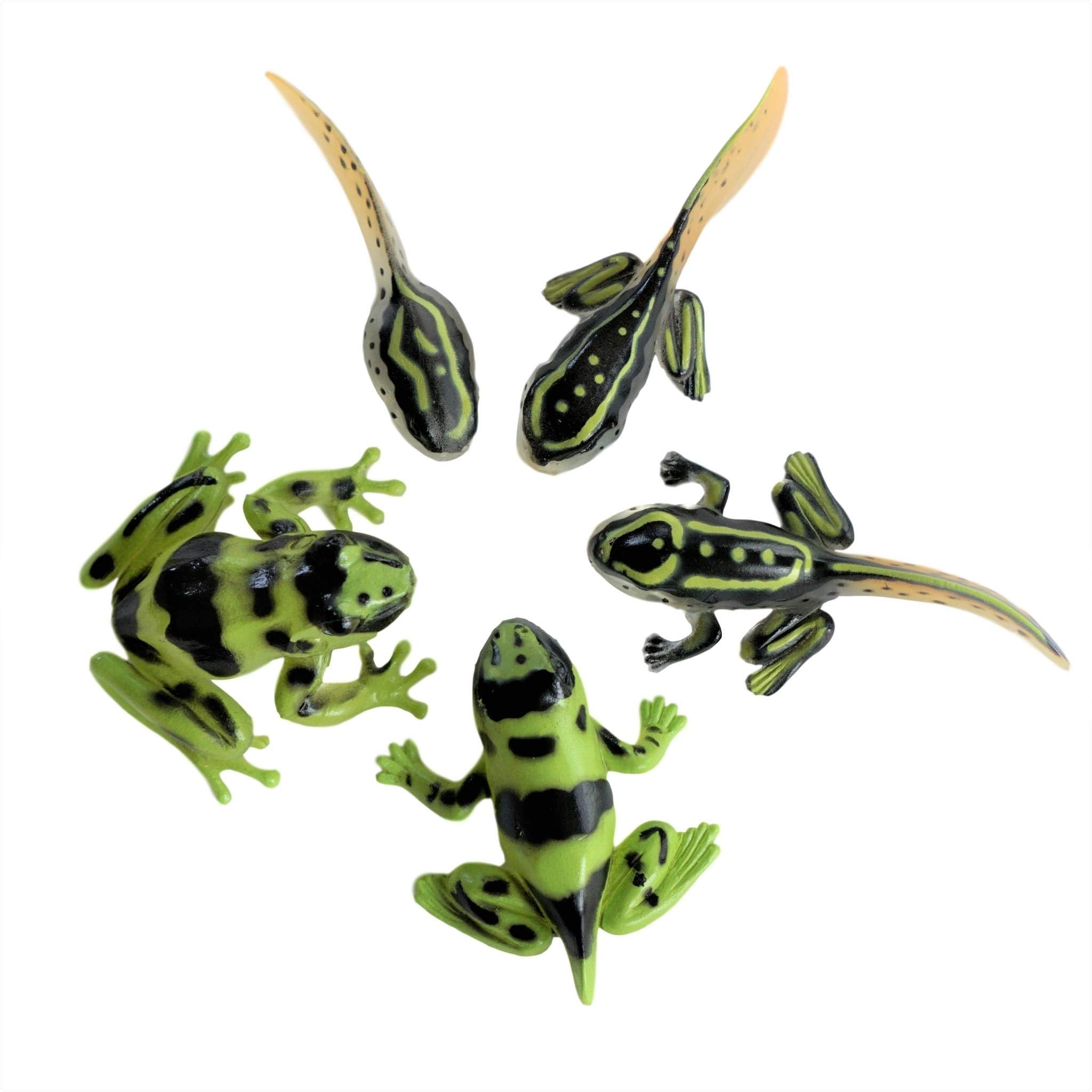 Toy Frogs Stock Photo - Download Image Now - Amphibian, Animal Body Part,  Animal Eye - iStock