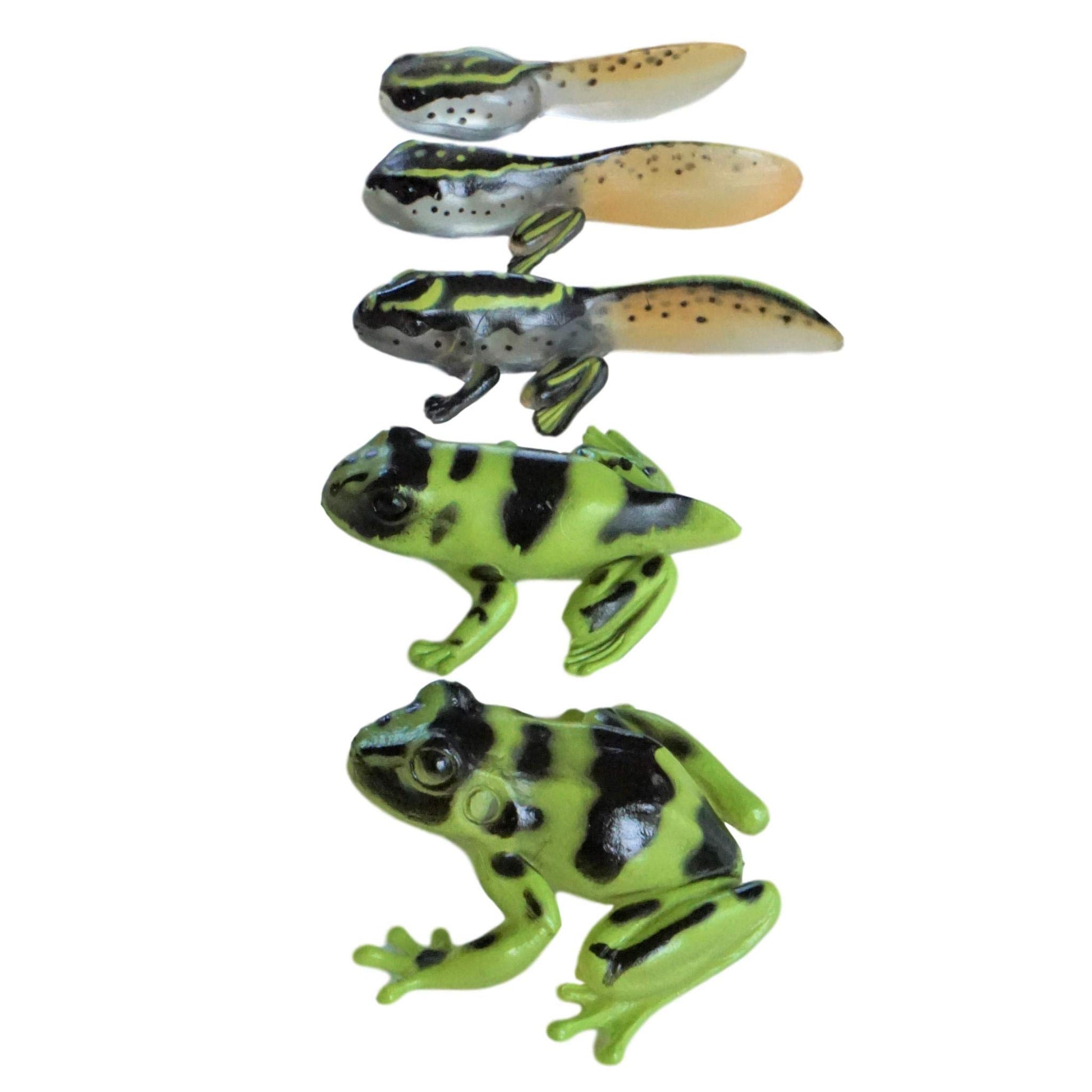 Sensory4u Frog Life Cycle Amphibian Metamorphosis Science Learning Toy –